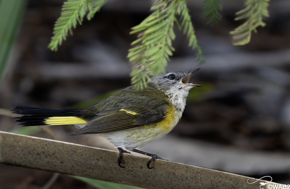 rødstjertparula - ML644585443