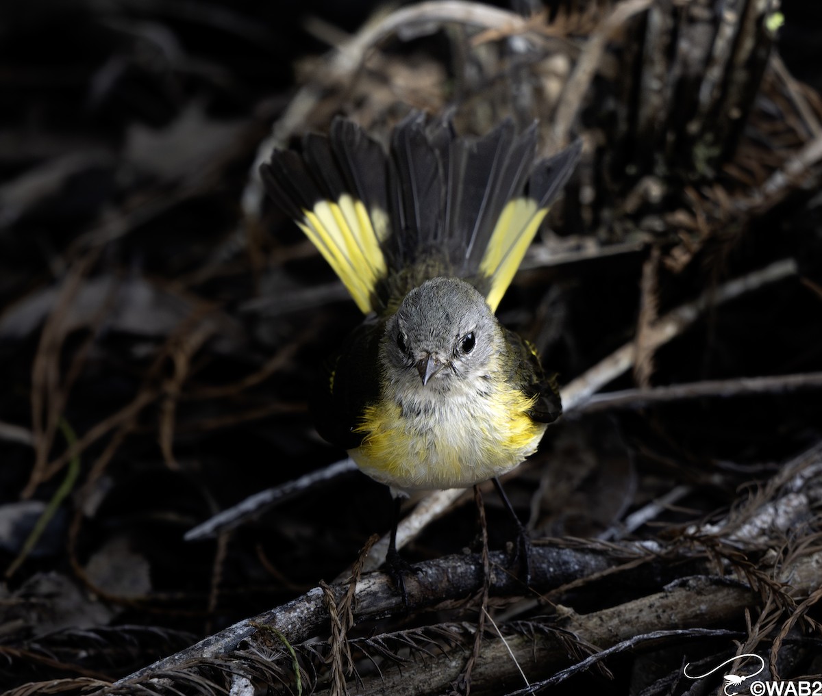 rødstjertparula - ML644585444