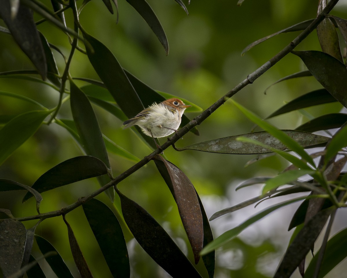 Зондская расписная пеночка - ML644585445