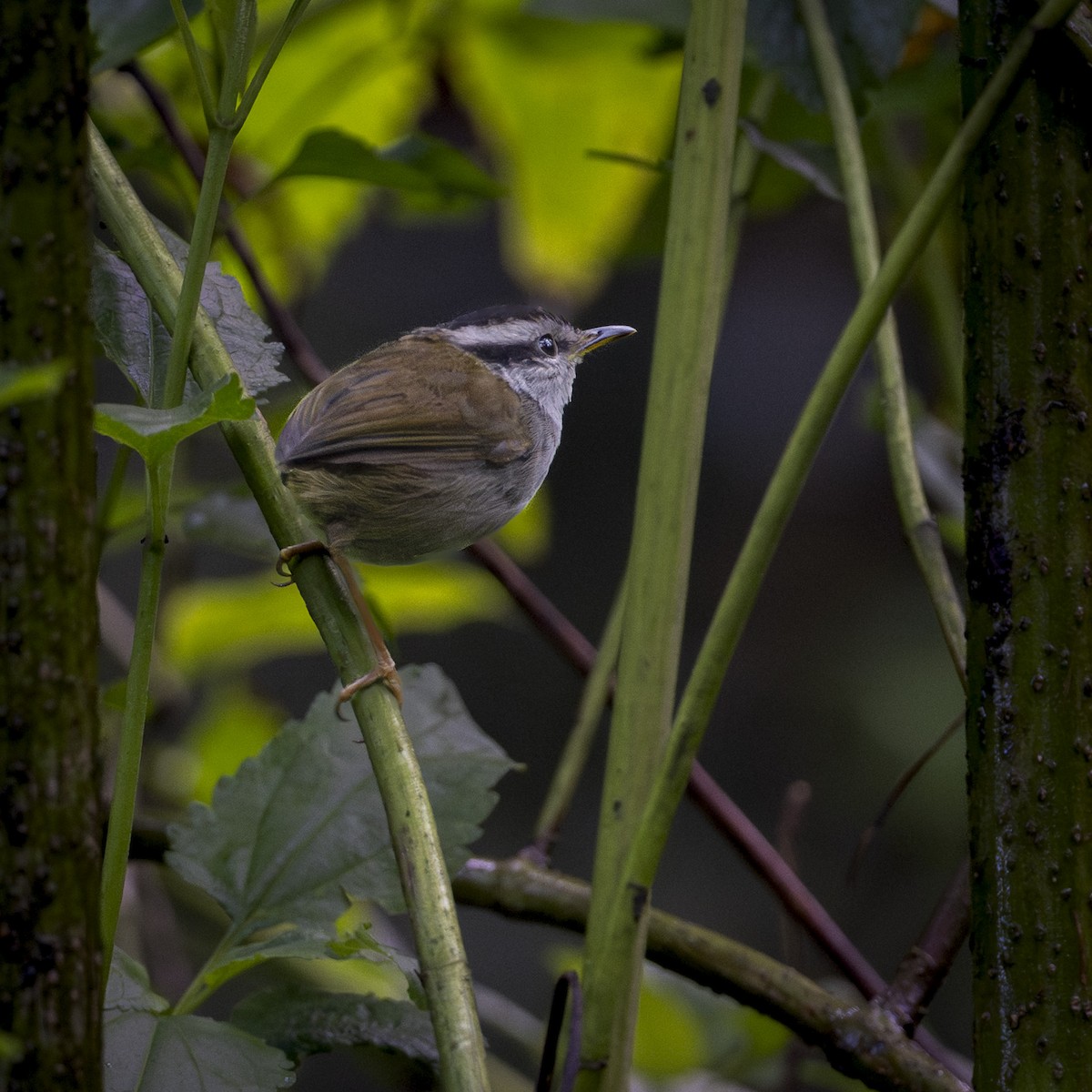 Javan Tesia - ML644585450