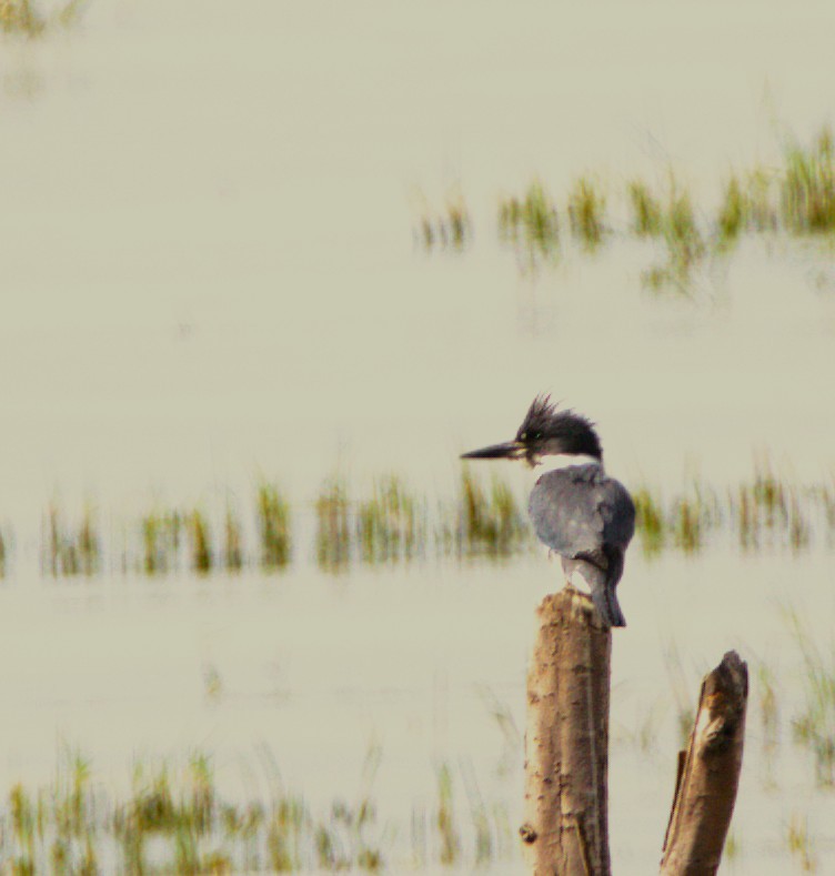 Martín Gigante Norteamericano - ML644585452