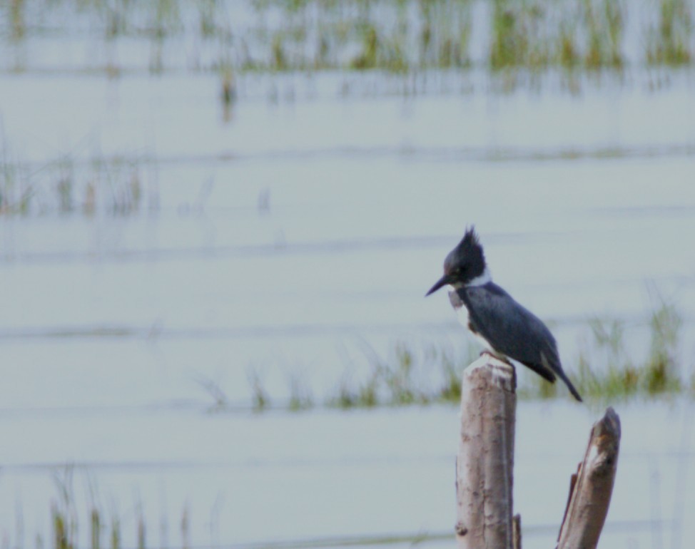 Martín Gigante Norteamericano - ML644585454