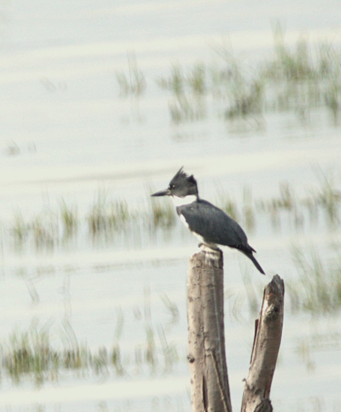 Martín Gigante Norteamericano - ML644585455