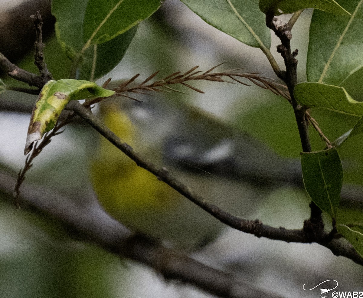 stryparula - ML644585456