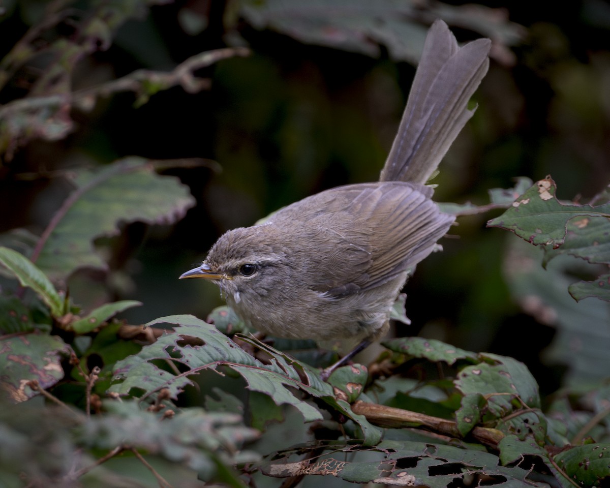 Aberrant Bush Warbler (Sunda) - ML644585463