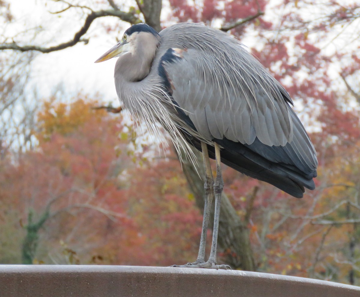 Amerika Gri Balıkçılı - ML644585464