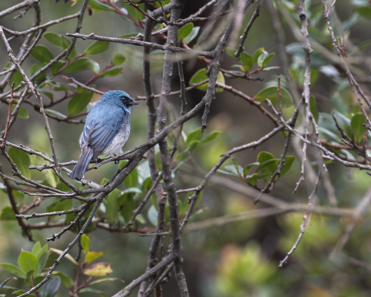 Indigo Flycatcher (Javan) - ML644585465