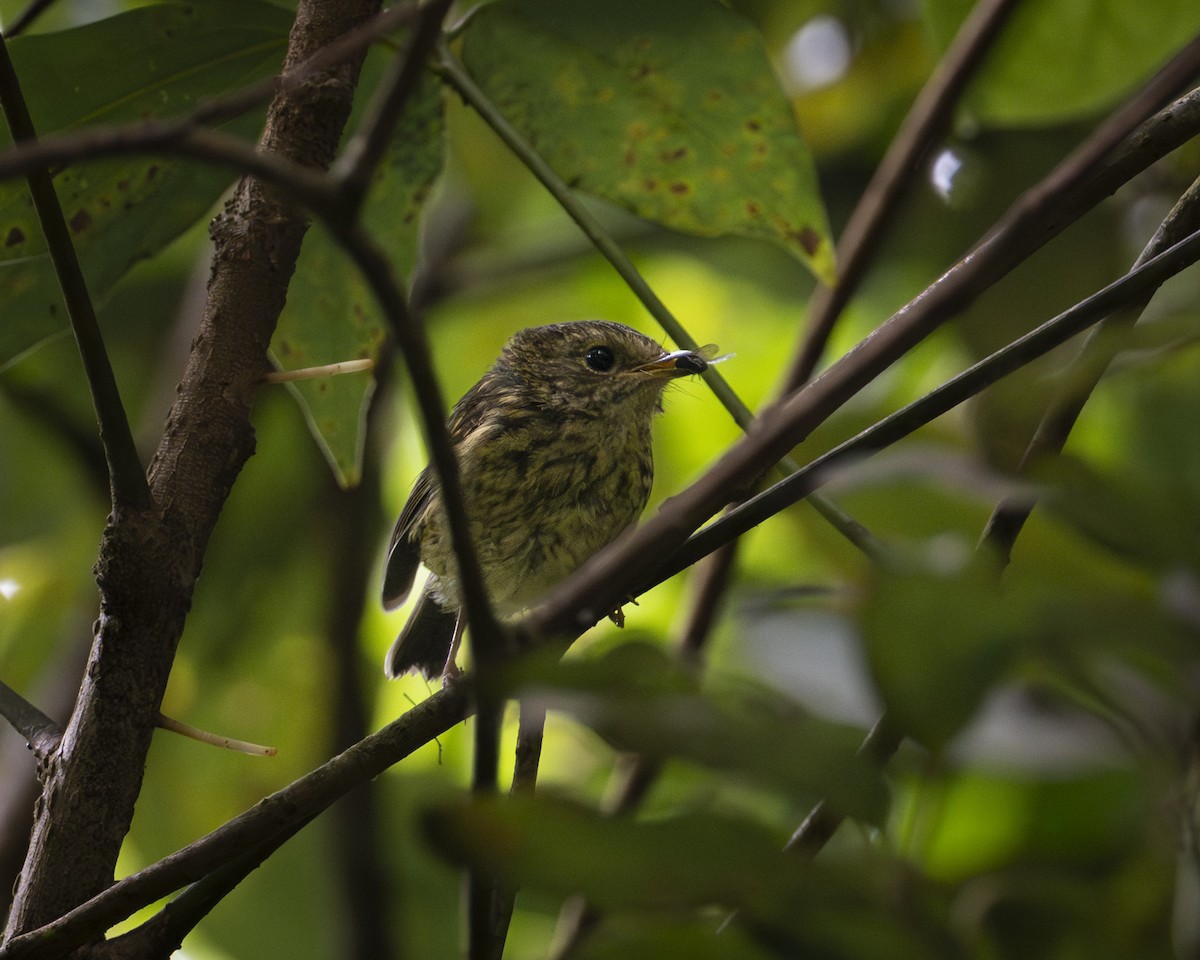 aurorafluesnapper - ML644585466