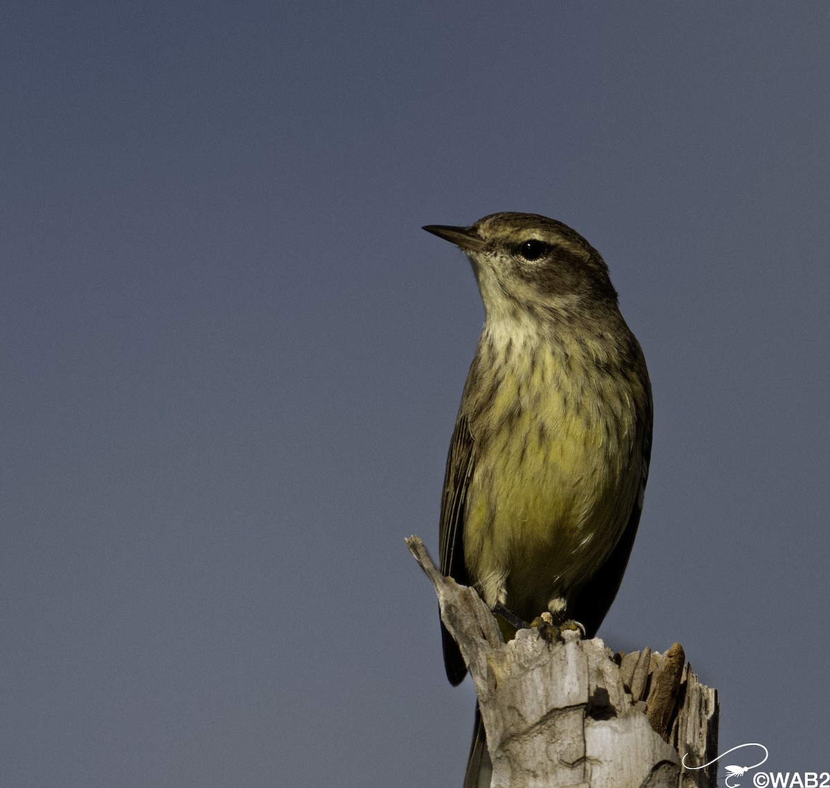 myrparula - ML644585468