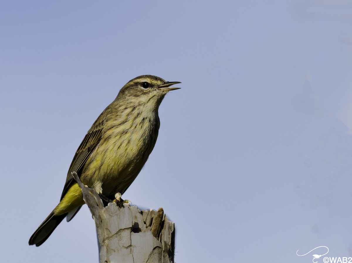 myrparula - ML644585469