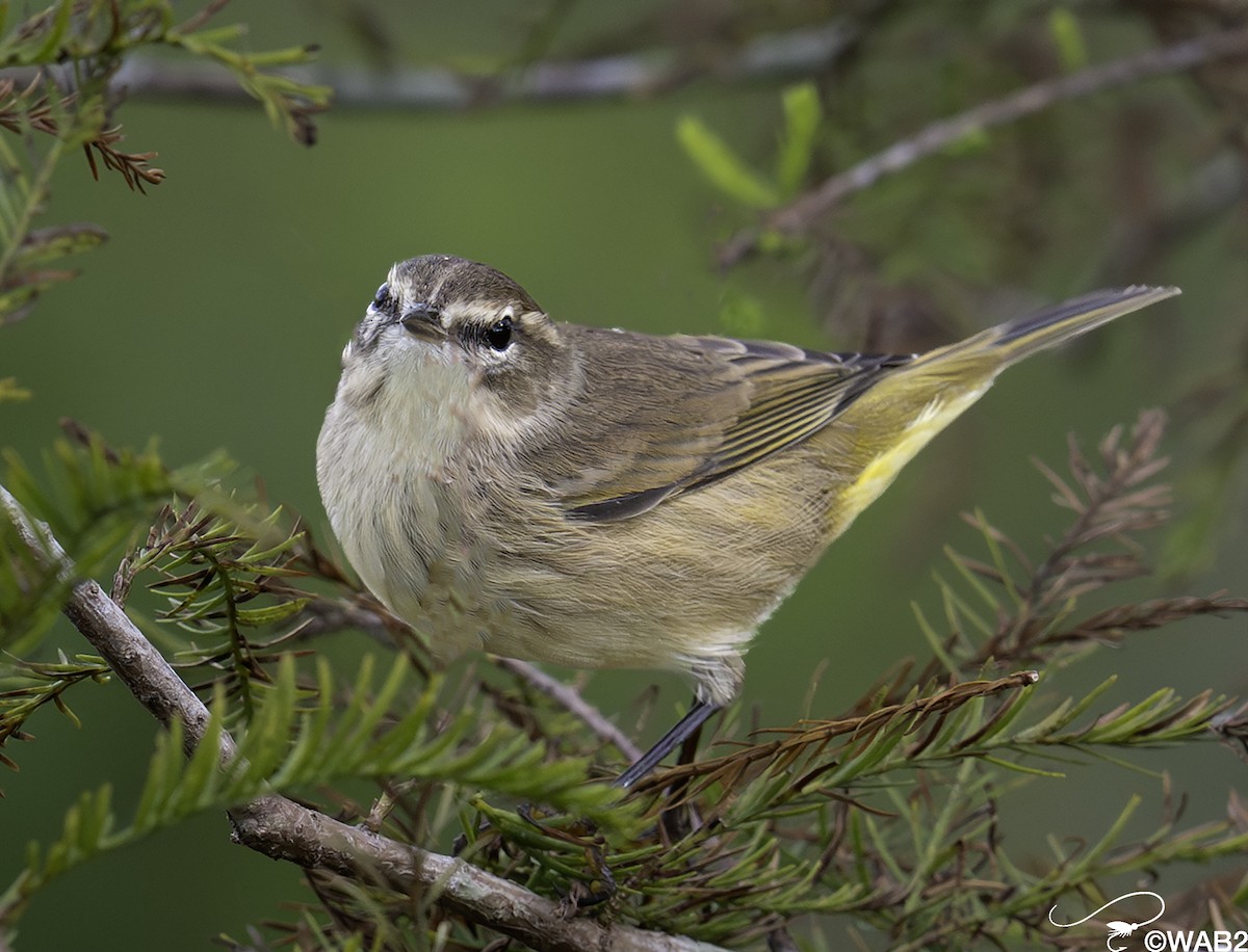 myrparula - ML644585471