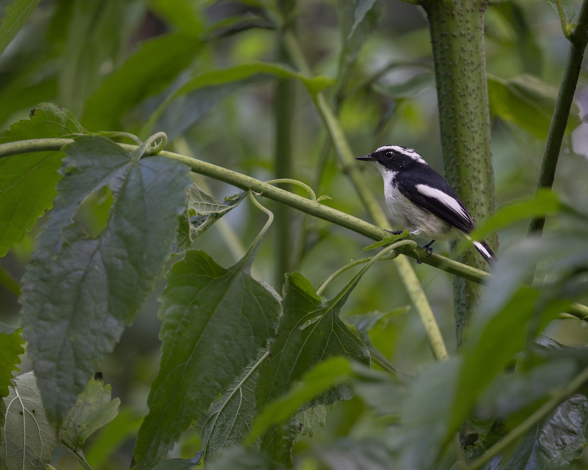 Little Pied Flycatcher - ML644585473