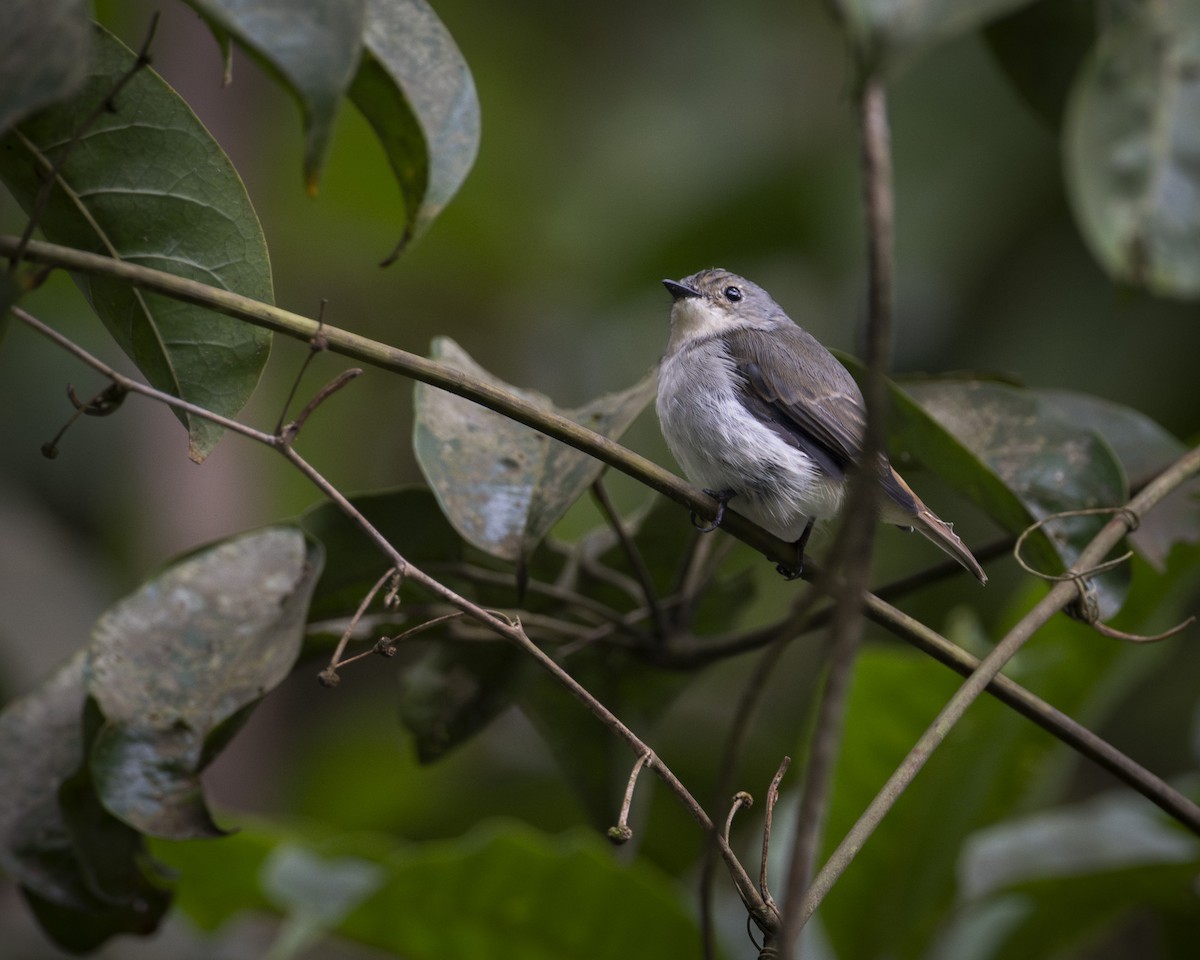 Little Pied Flycatcher - ML644585474