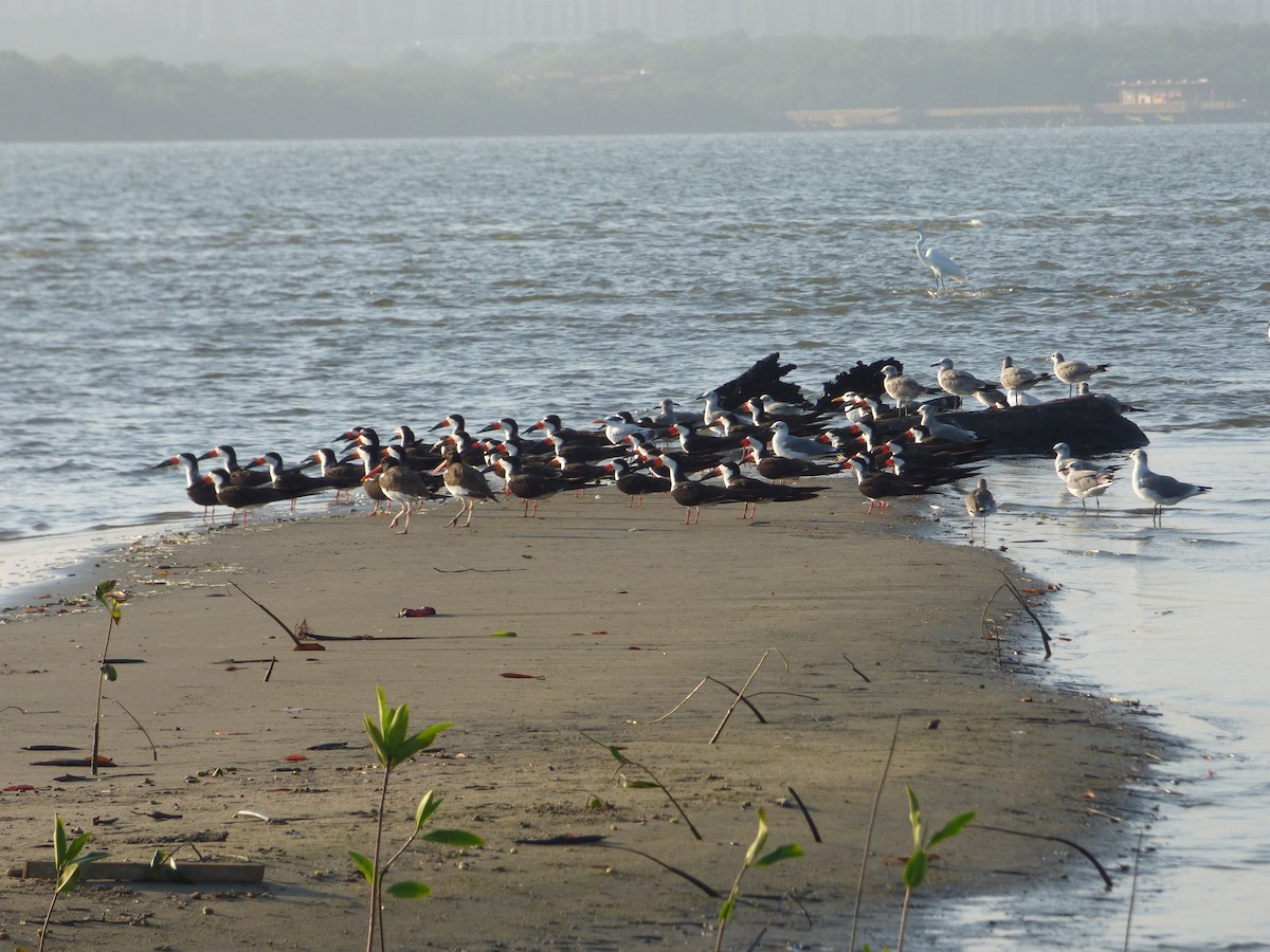 American Oystercatcher - ML644585475