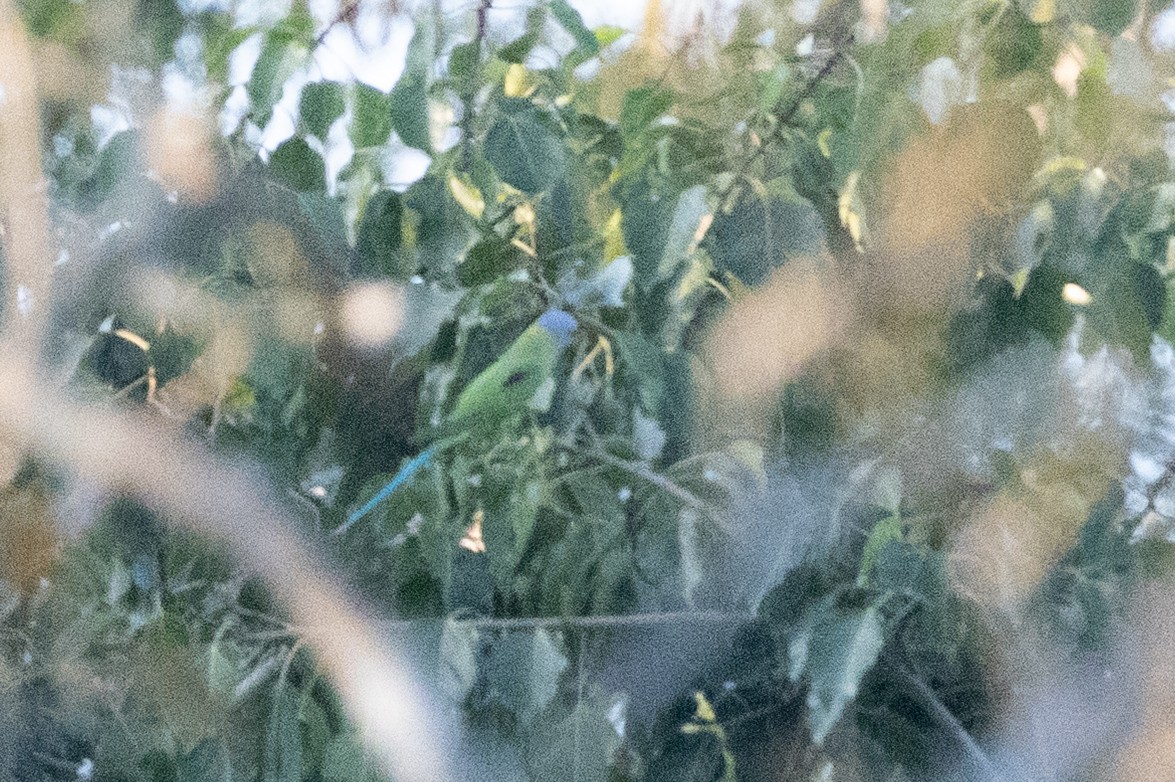 Blossom-headed Parakeet - ML644585476