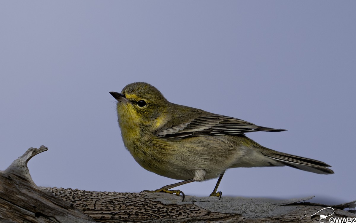 furuparula - ML644585477