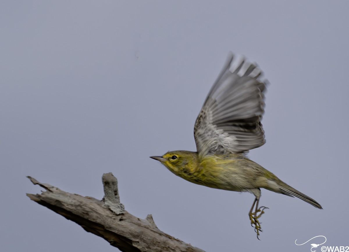 furuparula - ML644585478