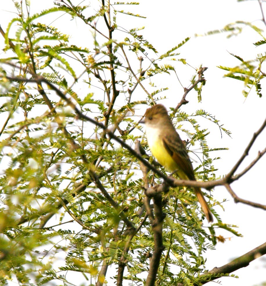 Copetón Tiranillo - ML644585480