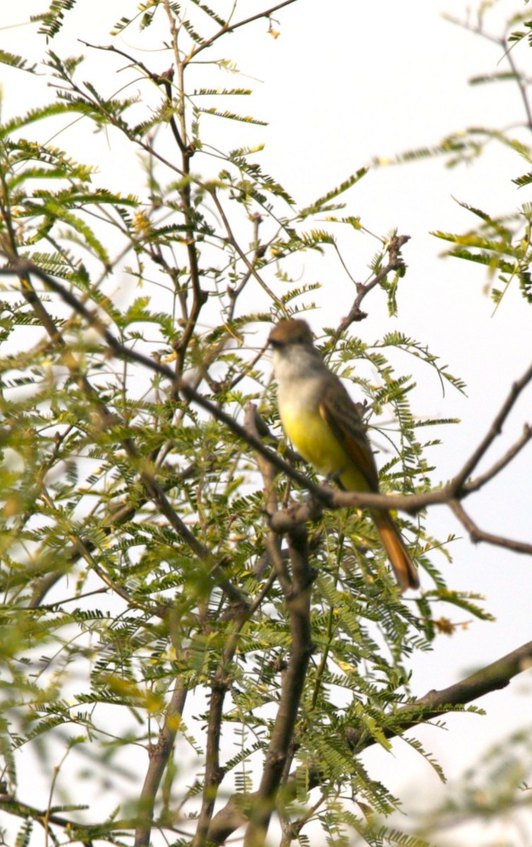 Copetón Tiranillo - ML644585481