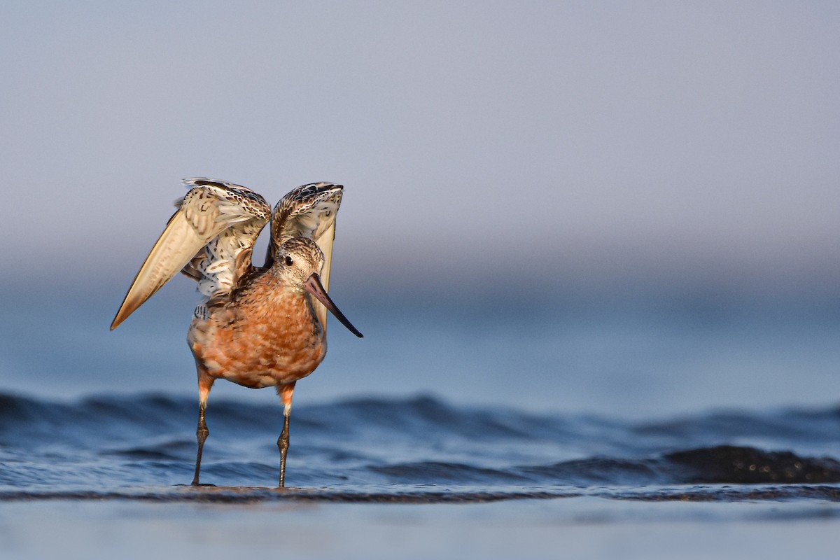 Kıyı Çamurçulluğu - ML644585483