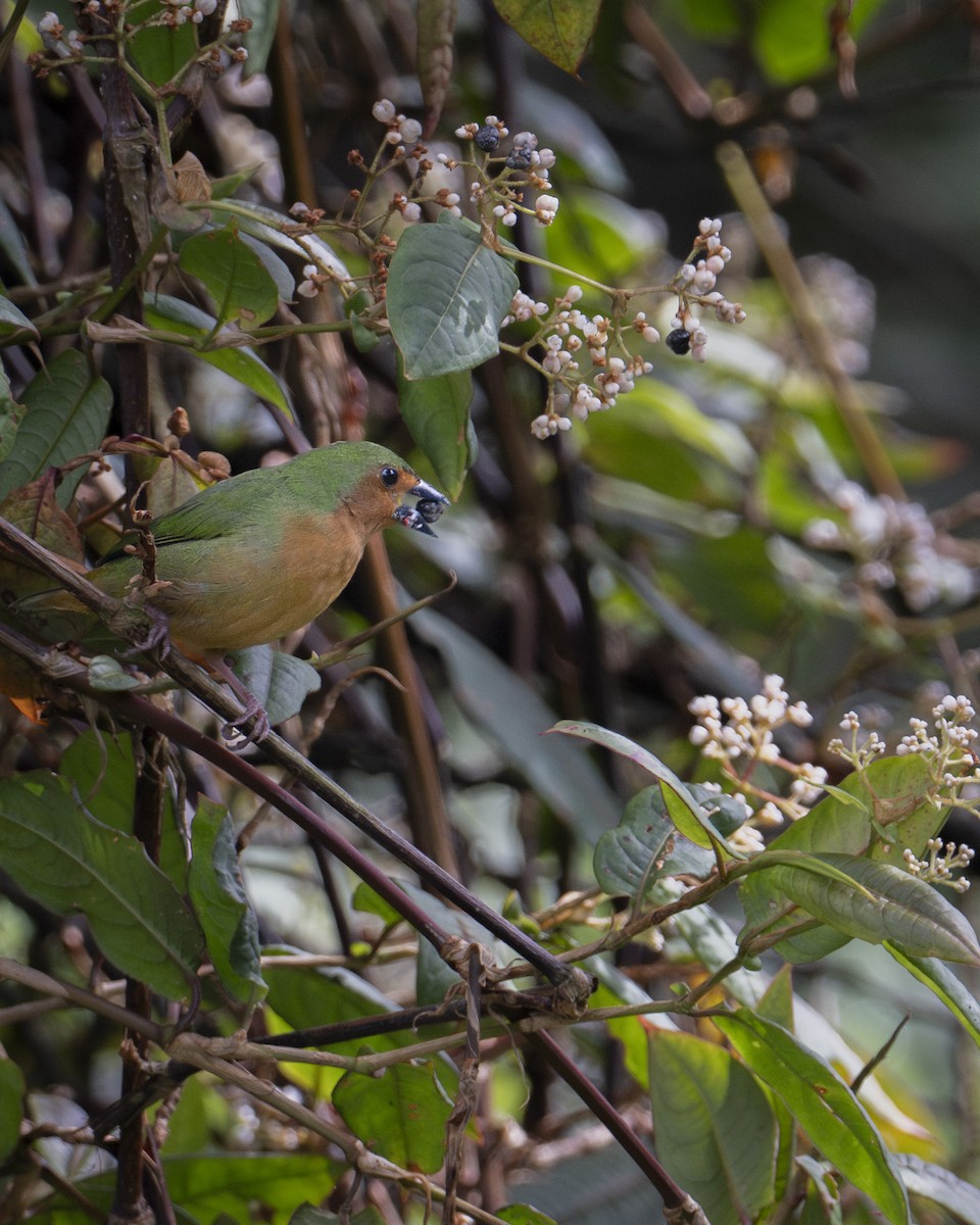 Tawny-breasted Parrotfinch - ML644585485