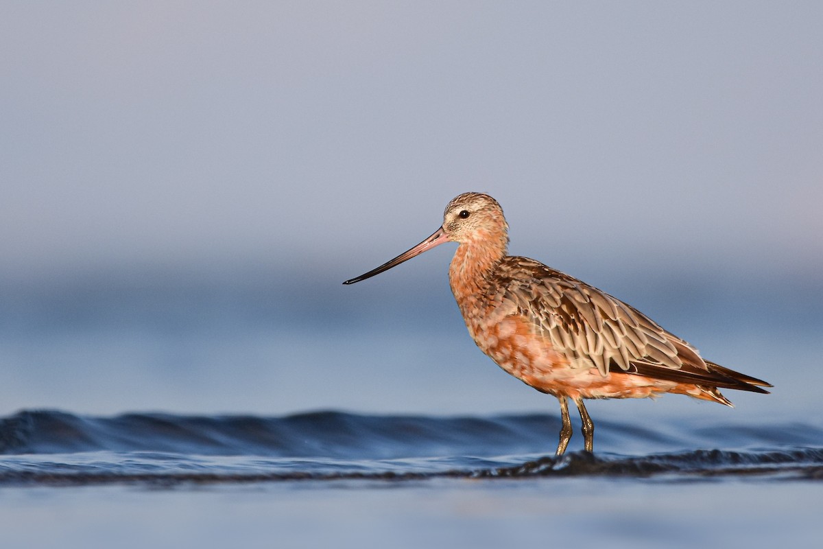 Kıyı Çamurçulluğu - ML644585493