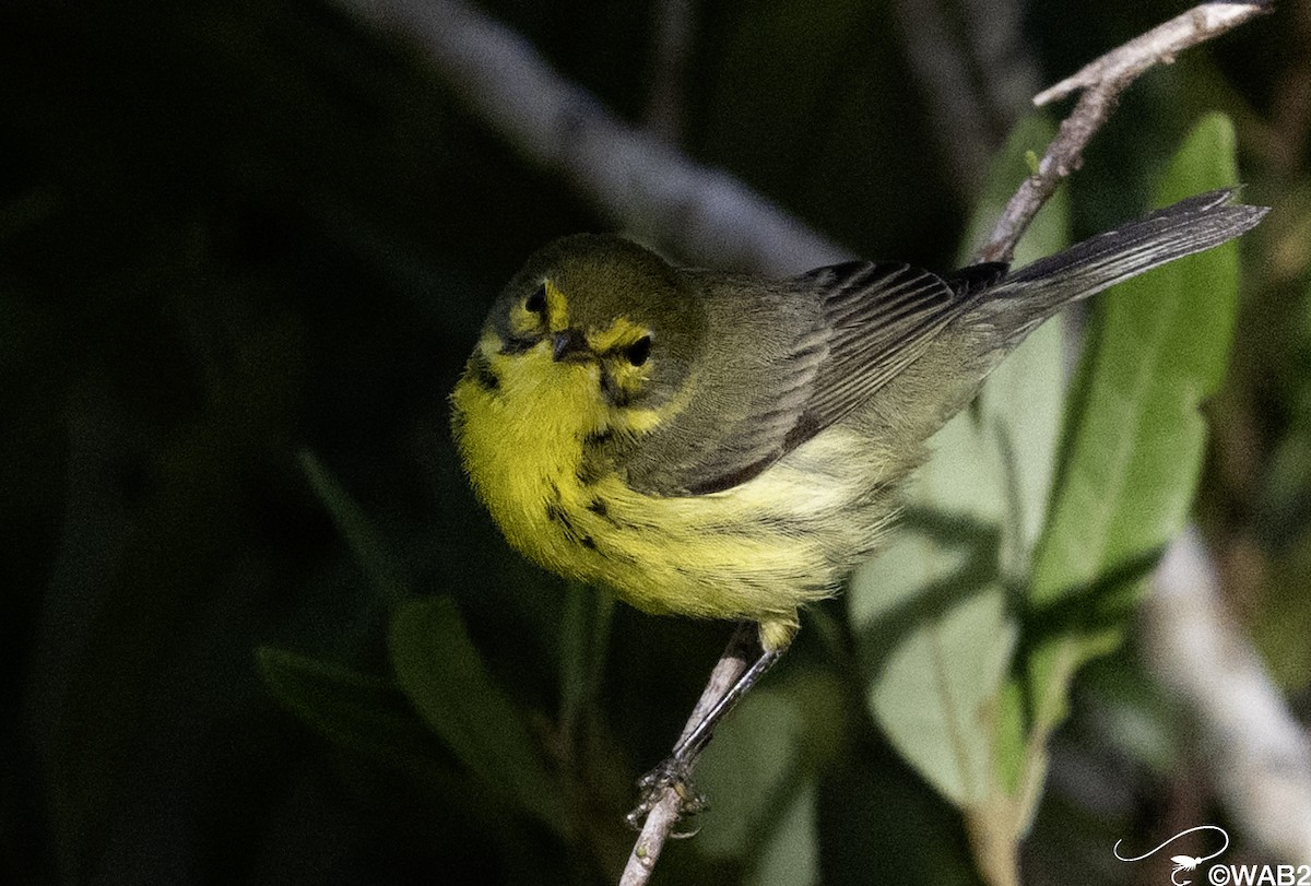 buskparula - ML644585495