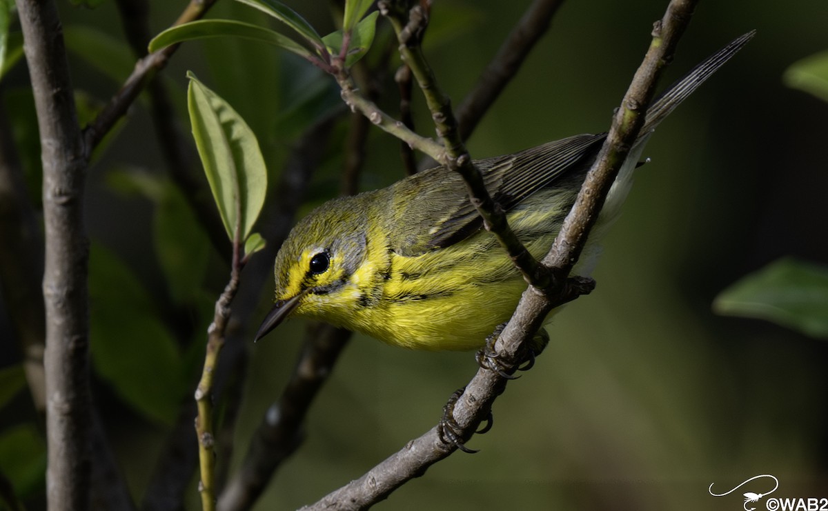 buskparula - ML644585496