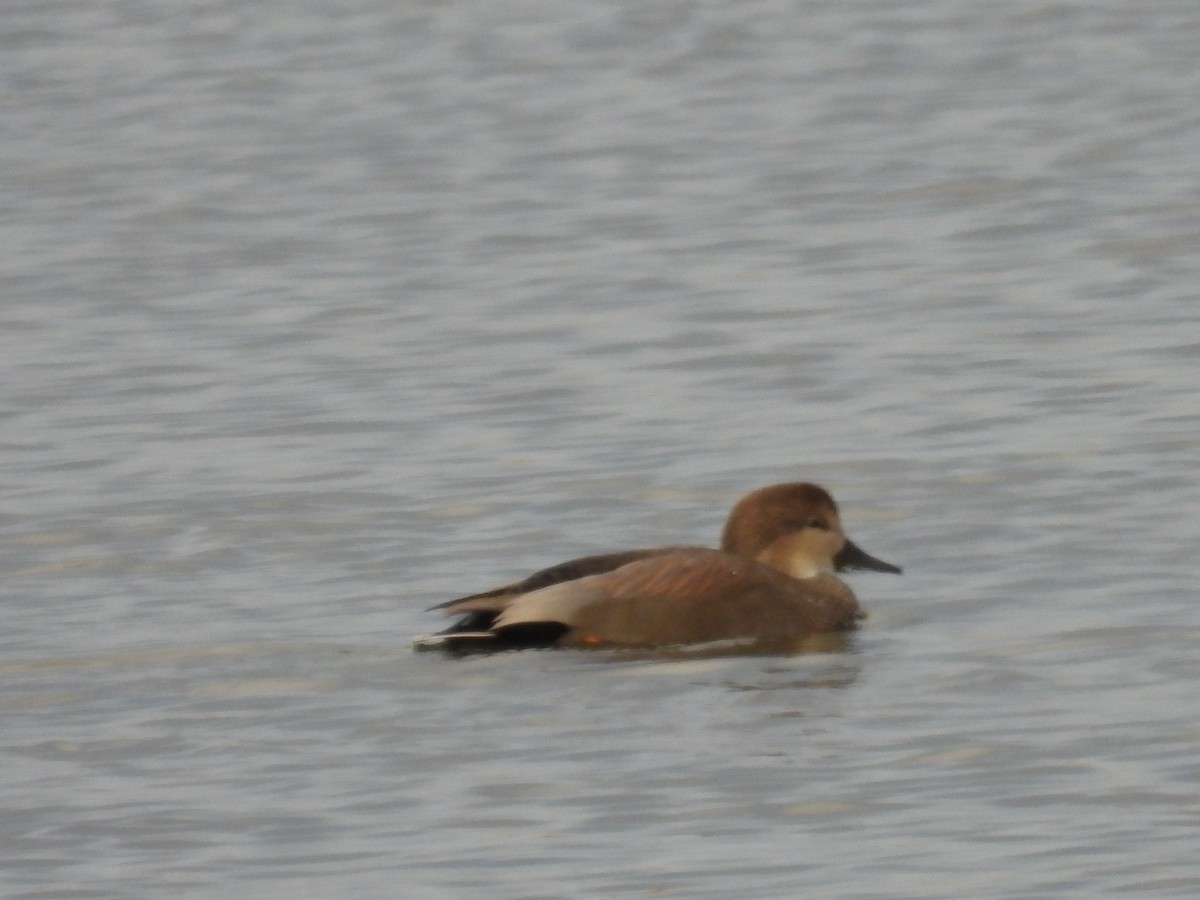 Gadwall - ML644585498