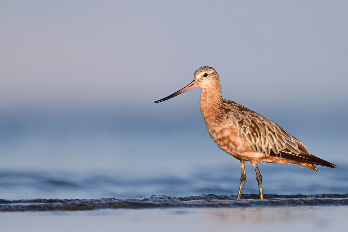 Kıyı Çamurçulluğu - ML644585499