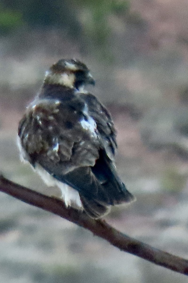 Variable Hawk - ML644585500