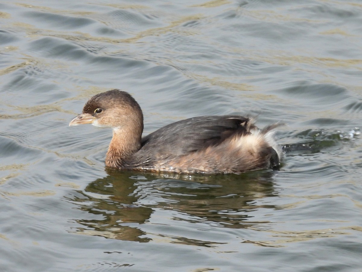 Kalın Gagalı Batağan - ML644585504