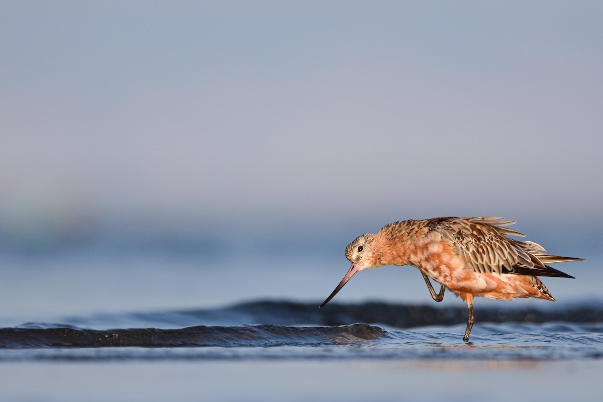 Kıyı Çamurçulluğu - ML644585506