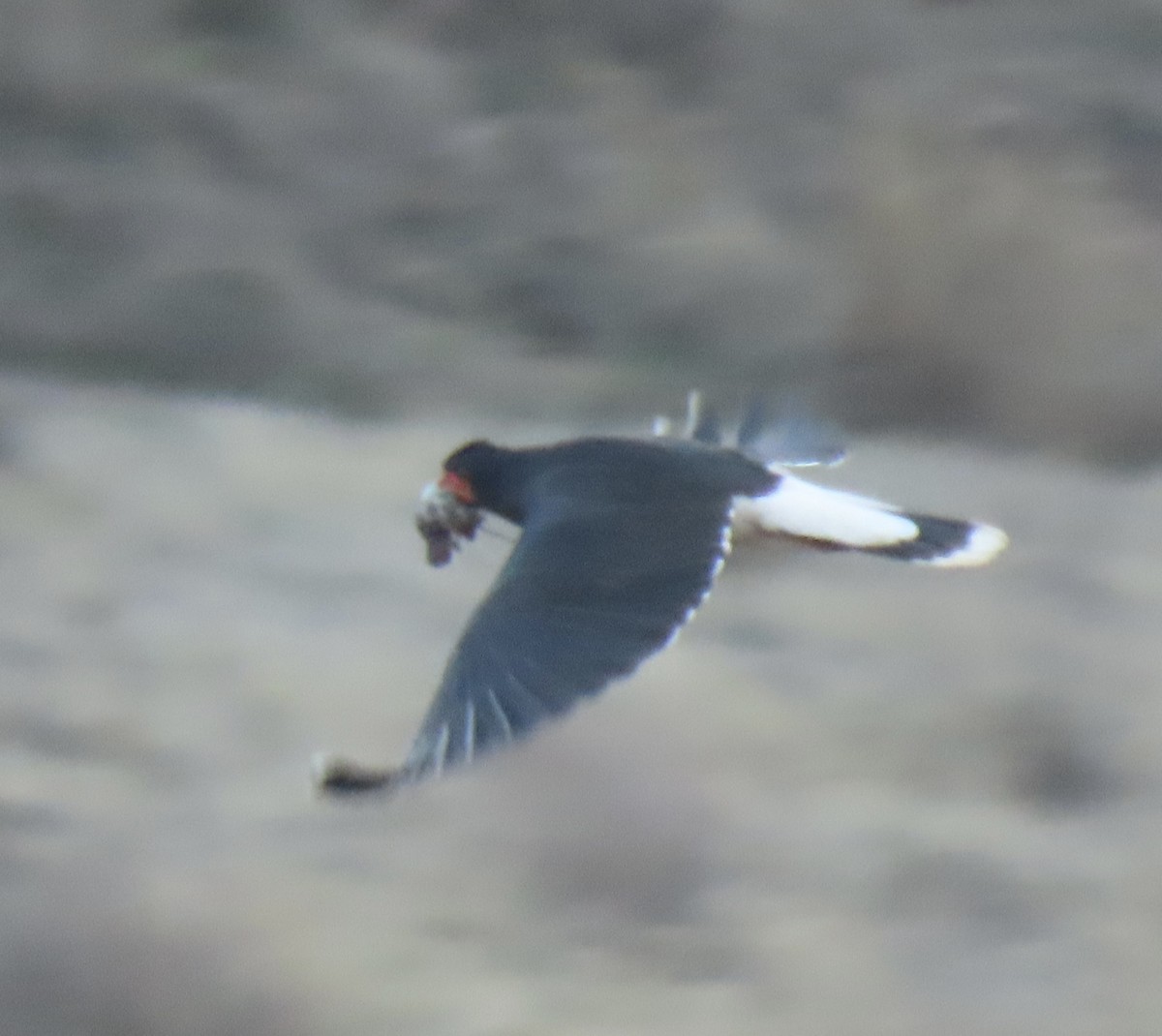 Mountain Caracara - ML644585508