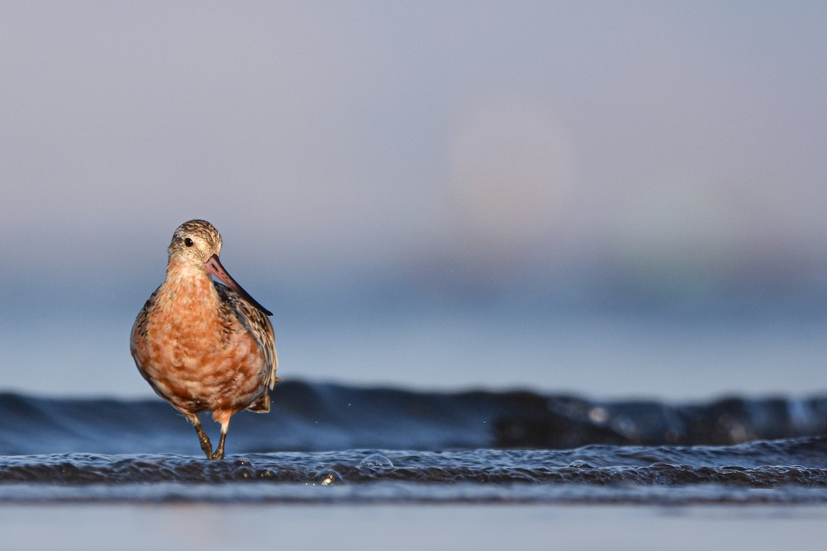 Kıyı Çamurçulluğu - ML644585516