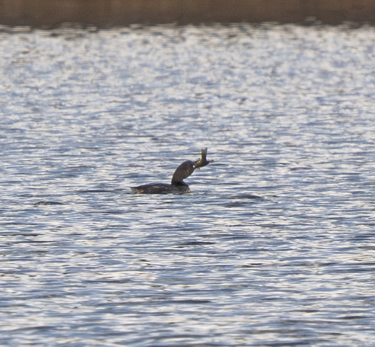 Kalın Gagalı Batağan - ML644585523