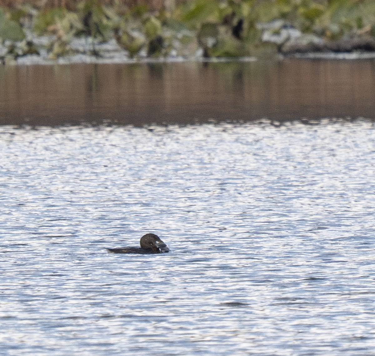 Kalın Gagalı Batağan - ML644585525