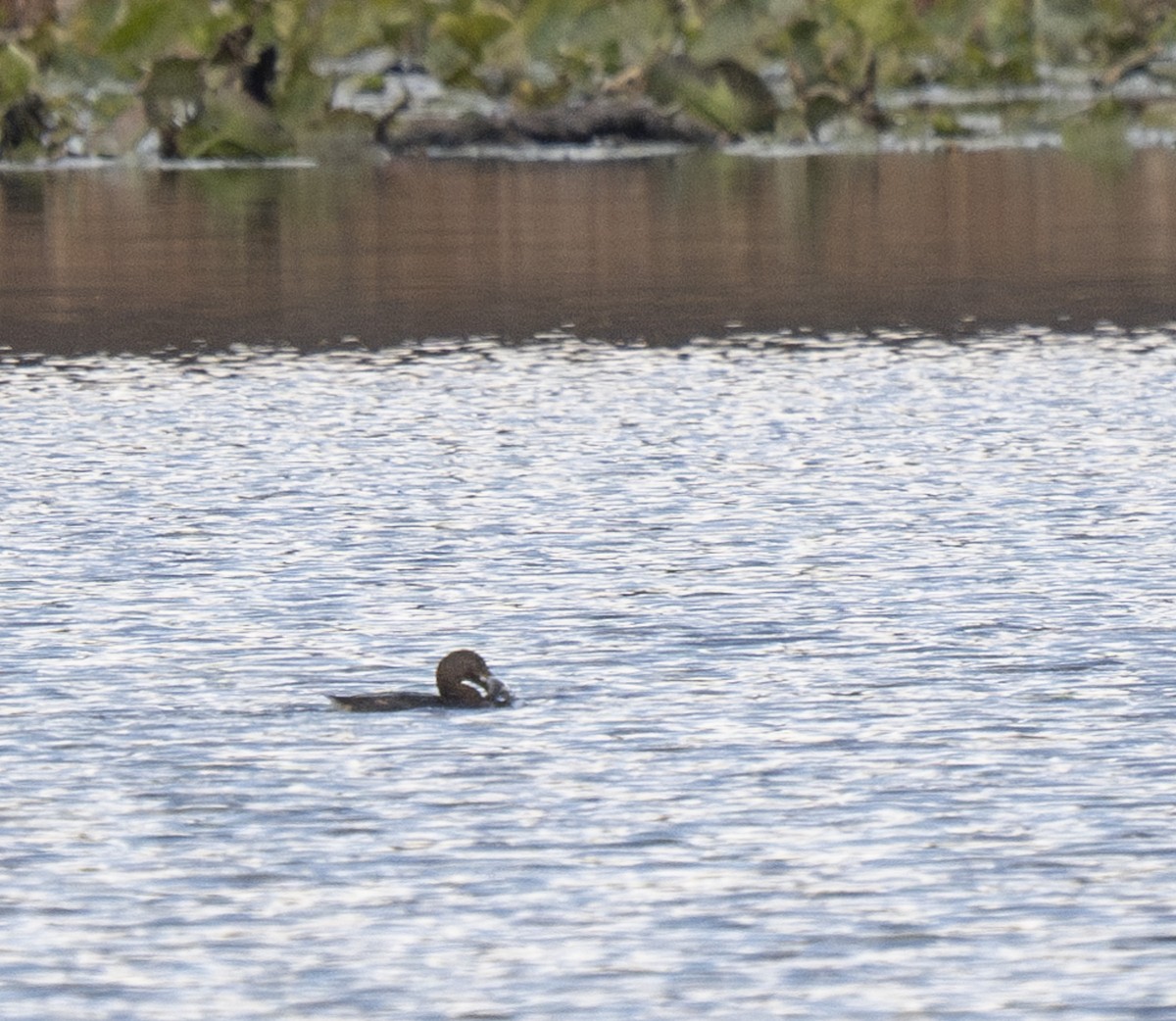 Kalın Gagalı Batağan - ML644585526