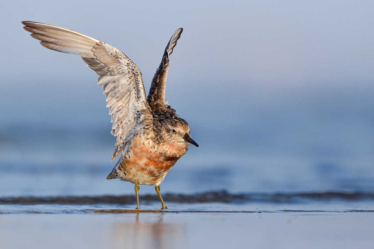 Büyük Kumkuşu - ML644585541