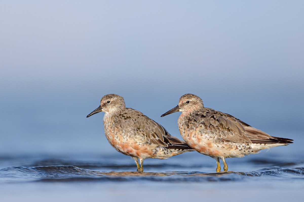 Büyük Kumkuşu - ML644585544