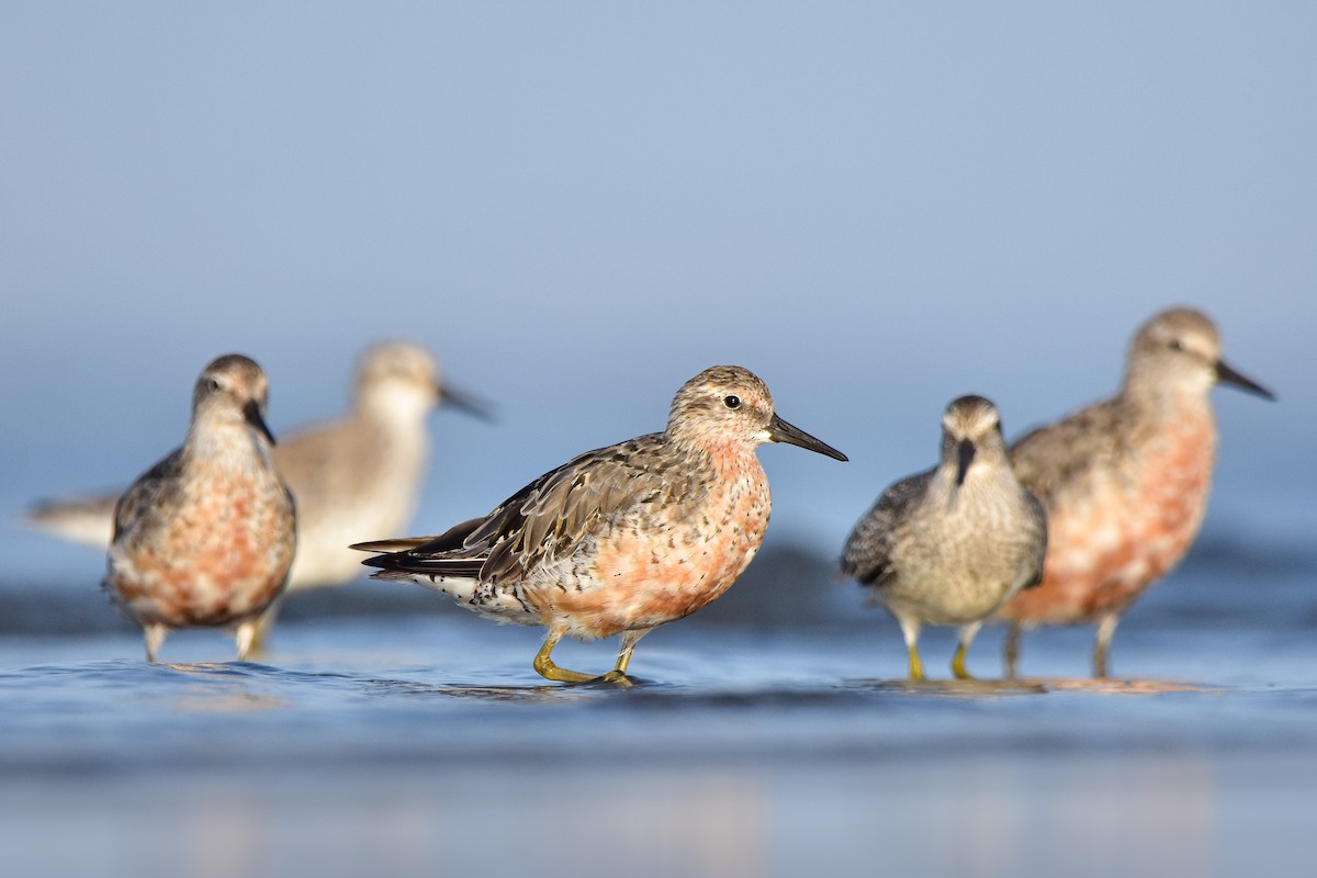 Büyük Kumkuşu - ML644585547