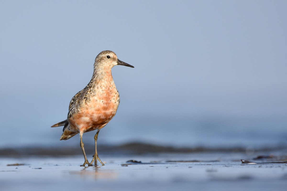 Büyük Kumkuşu - ML644585550