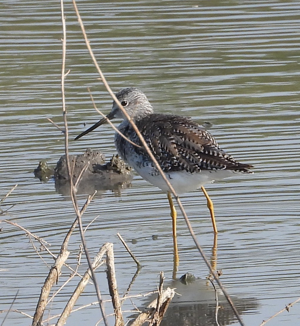 Archibebe Patigualdo Grande - ML644585551