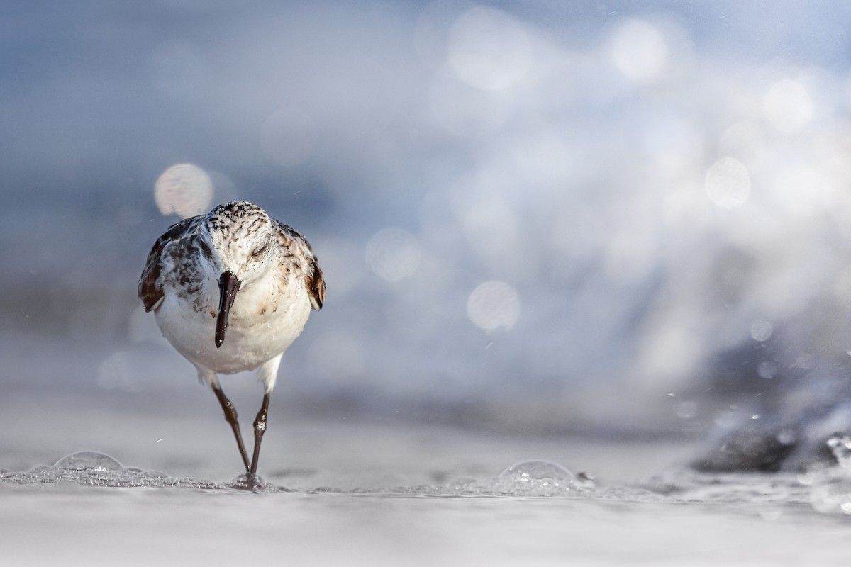 Ak Kumkuşu - ML644585554