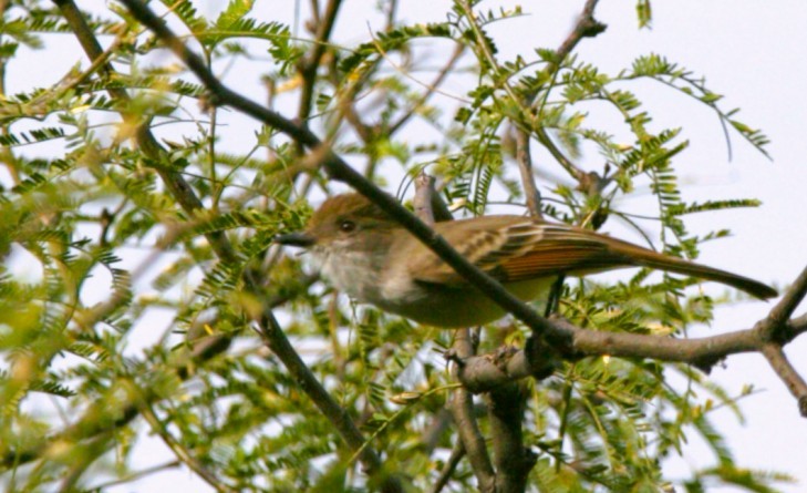 Mosquero Cardenal - ML644585557