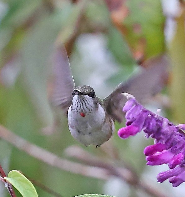 Ruby-throated Hummingbird - ML644585558