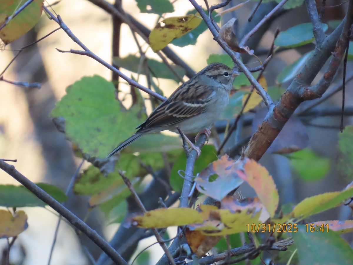 strnádka vrabcovitá - ML644585559