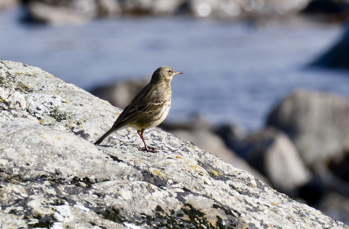 Bisbita Costero - ML644585585