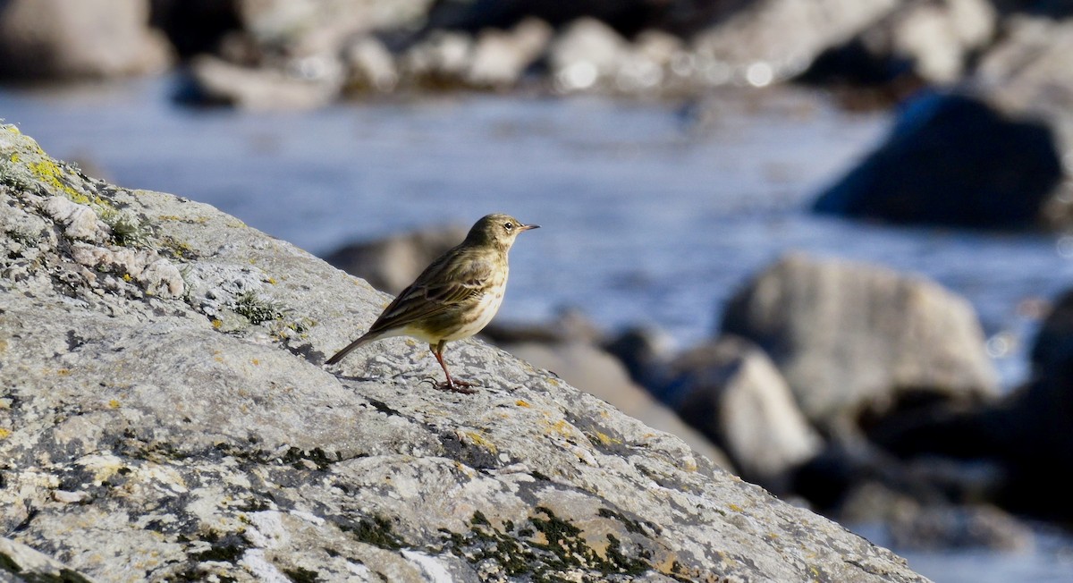 Bisbita Costero - ML644585586