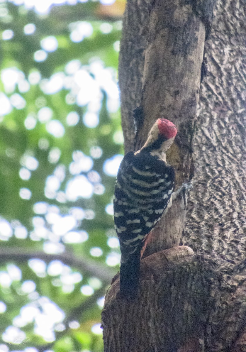 okerbrystspett - ML644585587